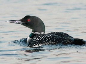 Photo courtesy Sandra Horvath
According to scientist Doug Tozer, the loon population in Canada has been falling for the past 20 years.