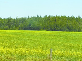 A canola crop alongside Highway 43 near Range Road 60 shows the characteristic yellow blossoms.