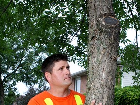 City of Kingston tree inspector Eugene Conners looks at an ash tree on Ellesmere Avenue on Wednesday that is infected with the emerald ash borer. (Ian MacAlpine The Whig-Standard)