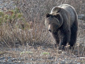 A young male grizzly bear is photographed in the Lake Louise area of Banff National Park in May, 2013. Seasonal trail restrictions have been put in place in the Lake Minnewanka area starting today (Wednesday) in an effort to reduce the potential for bear encounters in the area. Parks Canada handout photo