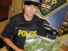 Norfolk OPP Const. Clint Faria holds 30 marijuana plants police found growing in a cornfield on St. John’s Road West on Wednesday.   (DANIEL R. PEARCE Simcoe Reformer)