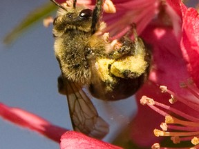 Honeybees are nature's pollinators; pollination is responsible for the growth and development of 70% of Canada's cultivated plants.