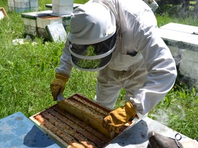 beekeeper