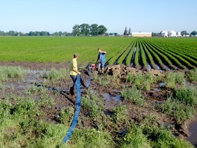 Dover farmers Lee Griffore and Mike Boulley, holding the hose, spent all day Thursday attempting to pump water off a carrot field just south of Mitchell's   Bay. The area was hit again Wednesday by another thunderstorm that dumped more than an inch of water, rising the total in the past three weeks to more than 15 inches. There were also reports of some hail and small twisters in Wednesday's storm. BOB BOUGHNER/ THE CHATHAM DAILY NEWS/ QMI AGENCY