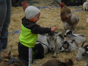 A little guy makes friends with some baby goats from Chicken John’s Petting Zoo during the play mob on July 4. - Caitlin Kehoe, Reporter/Examiner