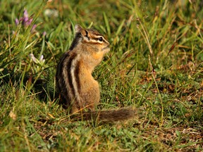 QMI Agency file photo
Chipmunks are common in the Peace