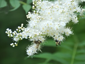 Bees collect pollen from a false spirea in a Portage la Prairie backyard. However, this familiar sight may become more rare as bees appear to be dying off. (CLARISE KLASSEN/PORTAGE DAILY GRAPHIC/QMI AGENCY)