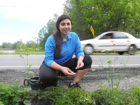 Meera Manghani checks the roads around Kingston for turtles that have been killed by cars.