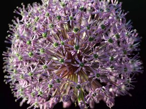 he intricate bloom of an allium is highlighted in late-evening light in Stratford, Ont., on Tuesday, June 4, 2013. (SCOTT WISHART QMI Agency)
