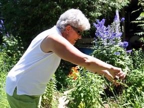 Chris MacMillan prunes a day lily in her garden on Jane Street, Sunday. Seven gardens, including MacMillan's, were on display during the North Bay Horticultural Society's annual garden tour.