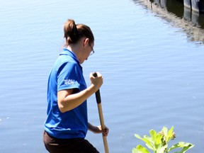 Kelsie White cleans weeds from the North Bay Marina, Saturday, as temperatures soared to 30 C, while the humidex made it feel like it was in the low 30s. We can expect more of the same until at least Thursday, according to Environment Canada.