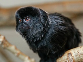 Going to Safari Niagara: Goeldi's monkeys from the Calgary Zoo. 
Supplied photo