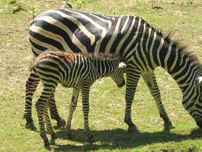 Poppy, a zebra at Twin Valley Zoo near Brantford, with her newborn and as-of-yet unnamed foal. The foal was born in the morning hours of July 15, 2013. (VINCENT BALL/BRANTFORD EXPOSITOR)