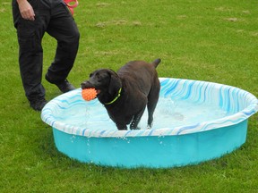 Mocha, a dog in the care of the Brant County SPCA, has some fun keeping cool in a kiddie pool that was filled with water by the SPCA's Brandon James. A kiddie pool is just one of the tips the SPCA has released to help keep pets cool during the heat wave. (VINCENT BALL/BRANTFORD EXPOSITOR)