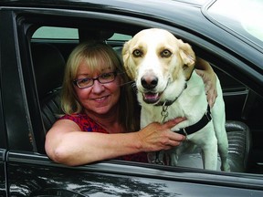 Connie Ball, executive director of the Kingston Humane Society, and Derby, a two-year-old mixed breed dog up for adoption at the shelter, would like to make all pet owners aware of the dangers of leaving their dogs in cars over the summer months.    Rob Mooy - QMI Agency