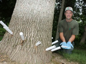 David Gillingham of Lands and Forests Consulting shows off a spiral of TreeAzin canisters being fed into an ash tree as an inoculation against the emerald ash borer, which was discovered recently in the Lucknow area. Gillingham was providing the service that was ordered by a Point Clark property owner to protect a handful of prized trees on their land. (TROY PATTERSON/KINCARDINE NEWS)