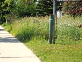 Weeds and tall grass overwhelm a property on 106 Street in Grande Prairie. A new proposed bylaw will set some standards for unsightly premises in the city. DHT file photo