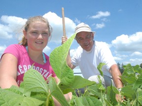 Emma Shortt, 12, of Simcoe tends a plot of land at the Norfolk-Gilbertson Community Gardens on Gilbertson Drive in Simcoe with her grandfather Ron Shortt. (DANIEL R. PEARCE Times-Reformer)