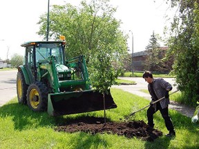 Vern Hall labours to plant a tree on 103rd Ave as part of the Town of Fairview's tree replacement program.
