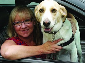 Connie Ball, executive director of the Kingston Humane Society, and Derby, a two-year-old mixed breed dog up for adoption at the shelter, would like to make all pet owners aware of the dangers of leaving their dogs in cars over the summer months.