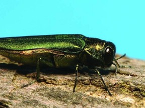 ash borer beetle