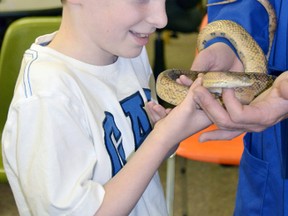 This young boy is enjoying the company of his new friend the corn snake. Photo supplied.