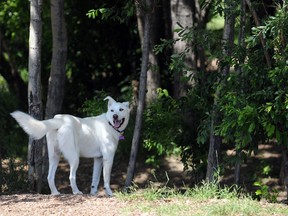 Two-year-old white shepherd-cross Ellis smiles ear-to-ear in the South Bear Creek Dog Park, Wednesday. The city has completed public consultations for the new animal bylaw and many residents agree that dog owners need to be held more accountable for their pets. AARON HINKS/DAILY HERALD-TRIBUNE