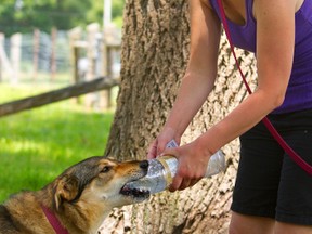 Jen Ralston of London gives her husky-border collie cross Zoey a drink of water from a bottle at the Adelaide Street dog park Wednesday. MIKE HENSEN/The London Free Press/QMI AGENCY