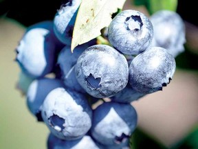 Plump blueberries hang ready for to be picked at Sheldon Berries on Wednesday. (SCOTT WISHART The Beacon Herald)