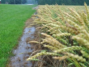 This wheat field outside Dublin shows the effects of a storm which raged through the region July 8.