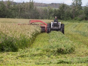 Jim Smith cuts a hay crop in one of his fields northwest of Woking last week. The farmer said haying is late this year thanks to the weather. Some of the crop already lying down hasn’t dried and this is field and others was almost too mature. However, Smith added that one has to take the moisture when it comes — the previous few years have been extremely dry in the Central Peace. (Randy Vanderveen/Special to Peace Country Sun)