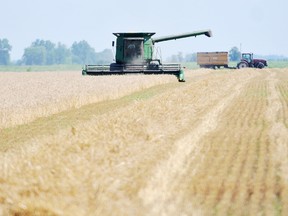 A farmer harvests winter wheat along Bearline Road near Grande Pointe in the sweltering heat Thursday. Farmers are indicating wheat yields are higher than expected at 70-80 bushels per acre. Diana Martin/Chatham Daily News/QMI Agency
