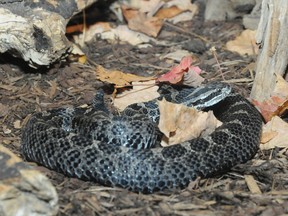 A Massasauga Rattlesnake at the Toronto Zoo.  
Photo courtesy Ontario Ministry of Natural Resources.