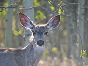 A white-tailed deer is spotted as vehicles slowly drove by to take a closer look in Grande Prairie, Alberta. AARON HINKS/DAILY HERALD-TRIBUNE/QMI AGENCY.