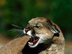 Cougar (the animal)