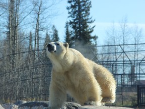 Inukshuk polar bear Cochrane