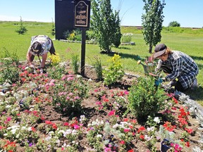 Gail Starzyk and Ella Rhodes were among many volunteers to help Champion Communities in Bloom (CiB) prepare for the Aug. 1 visit of two CiB judges from Edmonton.