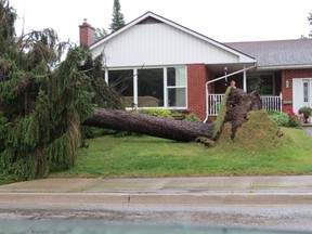 A tree in front of a Wiarton home was brought down by Friday's storm. QMI photo.