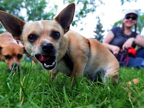 Four-year-old Chihuahua, Baxter, chows down on a hot dog at the 3rd annual CaliCan Dog Rescue Foundation BBQ and fundraiser at Queen Mary Community League, 10844 � 117 St. NW, in Edmonton, AB on Saturday, July 20, 2013. TREVOR ROBB/QMI Agency/Edmonton Examiner