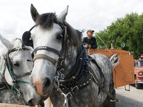 Visitors to Heritage Day at the Fort la Reine Museum on July 20 were treated to free horse wagon tours of Portage la Prairie by the museum and Don Bowden. Horses Jack and Silver couldn't wait to get going. The two horses will also tour the Island of Lights for Century 21 Foxx Realty's Build a House, Win a Sleigh Ride contest. (Svjetlana Mlinarevic/Portage Daily Graphic/QMI Agency)