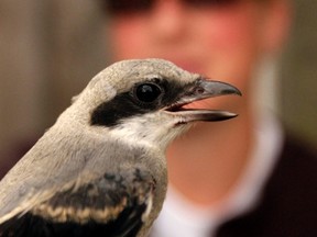 Species recovery biologist Jessica Steiner holds an eastern loggerhead shrike at a research site north of Newburgh, Ont. Monday, July 22, 2013. There are only about 21 breeding pairs of shrikes in Ontario but Wildlife Preservation Canada, under contract with Environment Canada, aims to change that. Luke Hendry/The Intelligencer/QMI Agency