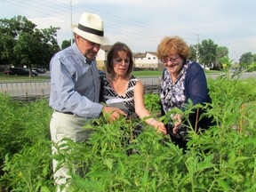 Anne Marie Gillis (centre), chairperson for Sarnia's Communities in Bloom committee, shows off some tomato plants at the Goodwill Laura Santina Braun Memorial Garden Monday evening, to national judges Gerald Lajeunesse and Odette Sabourin-Dumais. TARA JEFFREY/THE OBSERVER/QMI AGENCY
