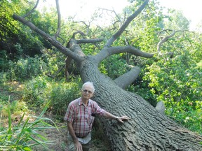 Steve Suprun stands next to an oak tree, estimated to be 150-200 years old, that fell on Saturday following the summer storm that blew through the area. The tree is on Long Point Region Conservation Authority property at Sutton’s Pond next to Suprun’s rental property on Second Ave. in Simcoe. Suprun said the tree had been leaning on a 60-degree angle for many years. (DANIEL R. PEARCE Simcoe Reformer)