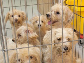 Maltese-Yorkshire terrier cross dogs wait their turn to have their coats cleaned after the Brant County SPCA rescued 19 of them from a Paris-area home on Tuesday. (Brian Thompson, The Expositor)