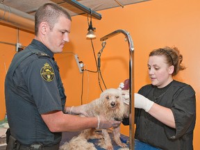 Brandon James, a Brant County SPCA investigator, holds a Maltese-Yorkshire terrier cross while Jessica Madgwick of West Brant Spaws shears its coat on Tuesday. The animal was one of 19 removed Tuesday from a Paris-area home. About 60 dogs were removed from the home last week. (Brian Thompson, The Expositor)