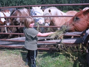 Kyla Klegg, 8, feeds some of the horses located at Bar D6 Country Retreat, owned by Don and Shirl Westendorf during last year’s  Agricultural Services Board Tour.
Whitecourt Star file photo