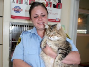 Lisa Surcon, an animal control officer in Timmins,, holds one of the many cats currently residing at the Timmins and District Humane Society. A discussion about Timmins’ growing problem with stray cats and the number of felines allowed per household was spurred by a special request made to city council this week.