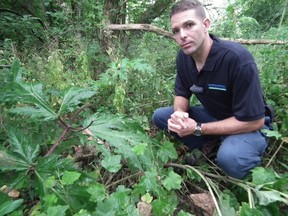 Brandon Williamson, a land management technician with the Upper Thames River Conservation Authority, is pictured with a giant hogweed plant along the Thames River. The dangerous plant has a couple of look-a-likes, angelica and cow's parsnip. John Miner/QMI Agency.