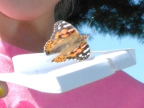 Near North Palliative Care Live Butterfly Release was held at the North Bay waterfront, Sunday.