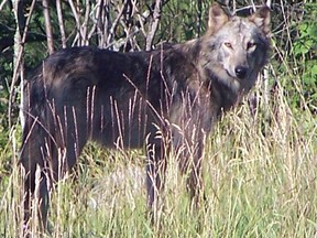 This wolf was sighted just off Cambrian Drive on Tuesday evening.
JEFF GREEN/For the Daily Miner and News